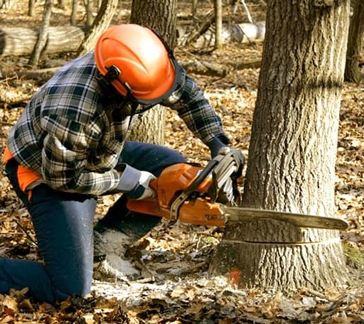 Tree Removal in Sperryville, VA